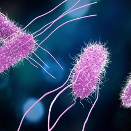 Alerta por casos de salmonella en La Plata: cómo prevenir intoxicaciones alimentarias